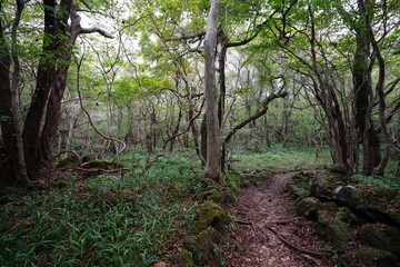Fototapeta premium autumn forest path through old trees and fern