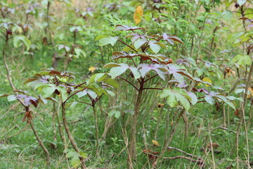 Jatropha gossypiifolia, commonly known as bellyache bush, black physicnut or cotton-leaf physicnut,...