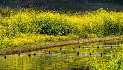 Ducks in lake at Lake Perris State Recreation Area