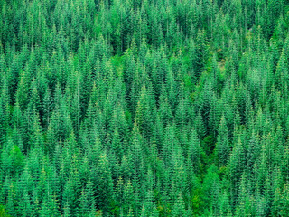 Evergreen Pine Trees in Forrest