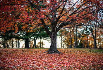 Colorful Fall Tree with red and orange leaves on ground
