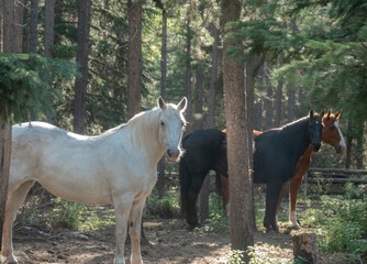 White and black horses in the forest