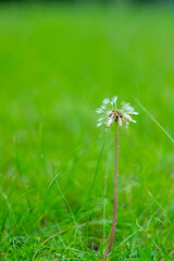 Vertical image of dandelion seeds in the morning across a fresh green background.