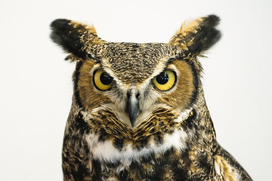 Great Horned owl with yellow eyes