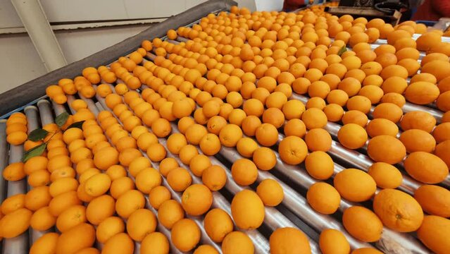 Oranges rolling on grading and sorting machine in industrial packaging plant. 4K. 1. 2