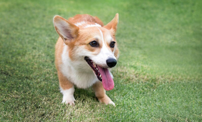 Welsh Corgi puppy dog on the green