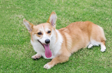 Welsh Corgi puppy dog on the green