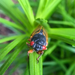 Cicada emerging from a plant