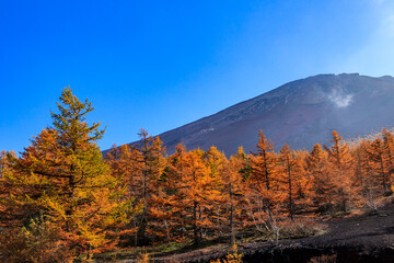 紅葉が進む富士山の五合目は森林限界で黄金色に輝く針葉樹の先は荒々しい火山の山肌が見えます
At the 5th station of Mt. Fuji, where the autumn leaves are progressing, you can see the rough volcanic mountain surface at the tip of the golden conifers