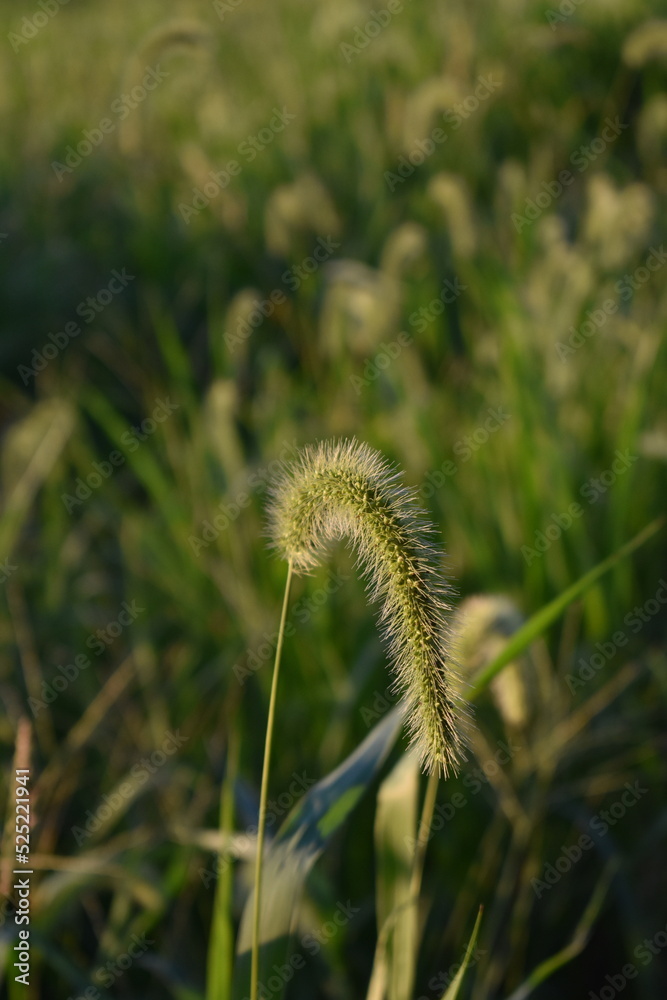 Sticker foxtail grass