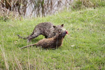wildcat hunting 2 