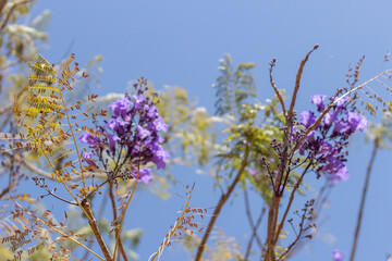 flowers against blue sky