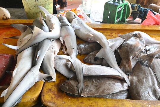 fresh fish at the market. small sharks sold in traditional markets in Bangka, Indonesia.