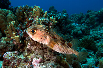 A Masked Porcupinefish in a shallow reef Boracay Island Philippines