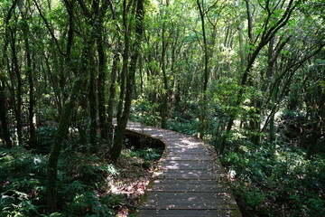 Fototapeta premium boardwalk to thick wild forest