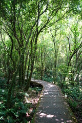 Naklejka premium fine spring forest in the refreshing sunlight