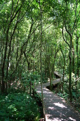 fine spring forest in the refreshing sunlight