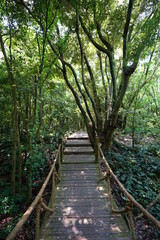 Fototapeta premium boardwalk to thick wild forest