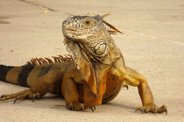 Portrait of green iguana with orange and amber skin tone on the ground looking left smiling,Retrato de iguana verde con tono de piel naranja y ámbar en el suelo mirando a la izquierda sonriendo