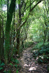old mossy trees and vines in deep forest