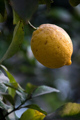 Limones en la planta del árbol