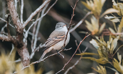 bird on a branch