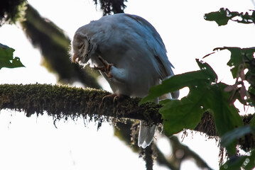 Albino Barn Owl