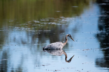 great blue heron