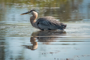 great blue heron
