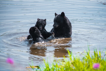 momma black bear and cubs in water