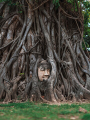 Buddha Head, Ayutthaya