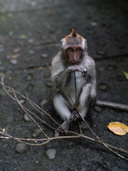 Javan Langur Monkey, Bali