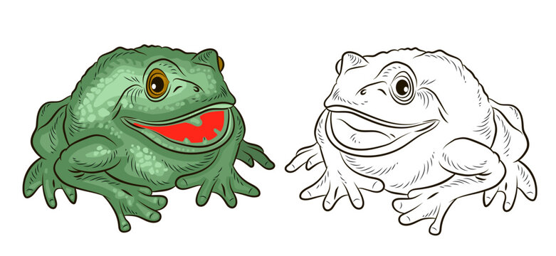 Frog. Black and white and color image. Coloring book for children. Vector drawing.
