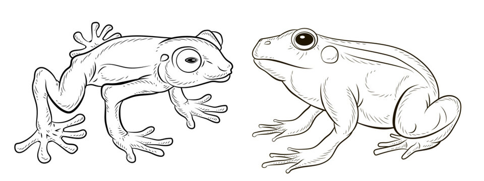 Frog. Black and white image. Coloring book for children. Vector drawing.
