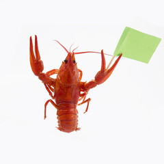 Boiled red crayfish lobsters with a flag and a banner in their claws, funny photo to use in your mockup