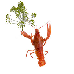 Boiled red crayfish lobsters with dill in claws, funny photo to use in the layout