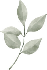 Leaf Watercolor Illustration