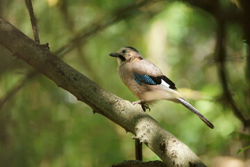 Jay on a tree branch