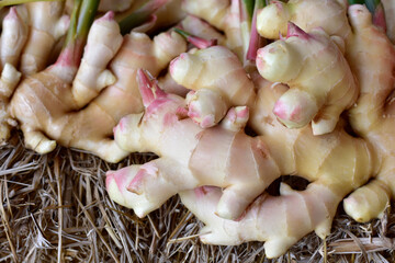 close-up of fresh ginger. harvest ginger root on field agricultural area. fresh ginger plant farm. A lot of Ginger Root. for sold in the market. herbs for good health.
