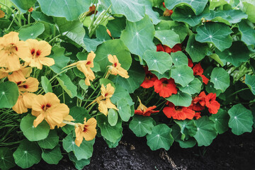 Blooming nasturtium plants with orange and yellow flowers, Tropaeolum majus in the garden