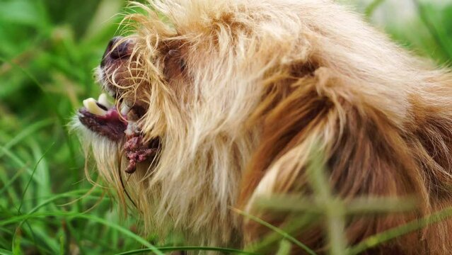 Close up gimbal shot of beige dog head eating piece of meat outdoors