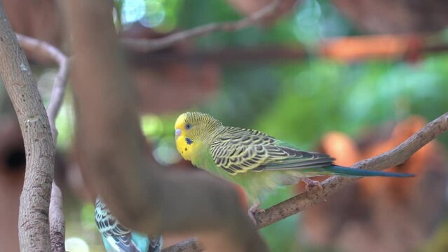 One budgerigar, melopsittacus undulatus bobbing, squawking and chasing the other one around on the tree branch to show to show territorial dominance at bird sanctuary, wildlife park.