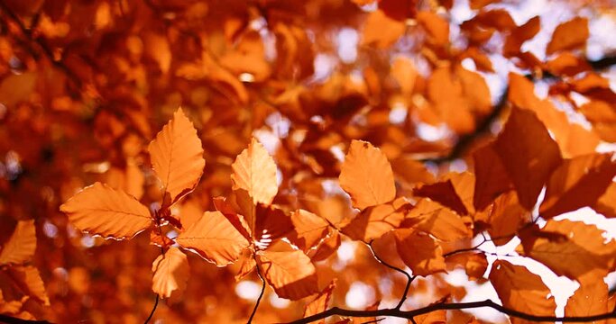 beautiful red leaves in autumn forest. cozy fall background