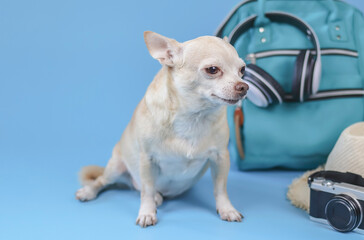 cute brown short hair chihuahua dog  sitting  on blue background with travel accessories, camera, backpack, headphones and straw hat. travelling  with animal concept.