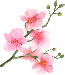 Pink Orchid Branch Watercolor