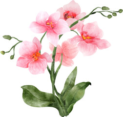 Pink Orchid Branch Watercolor