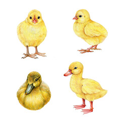 Chick and duckling hand drawn illustration set. Cute small newborn farm baby birds. Realistic chick and duckling illustration on white background