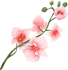 Pink Orchid Branch Watercolor