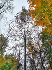 Fototapeta premium Tall, Thin Tree and Branches in Autumn Forest