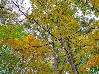 Obraz premium Thin Birch Tree With Spindly Branches in Autumn Forest